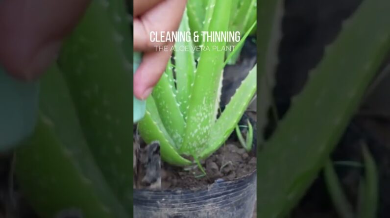 Weeding potted Aloe vera plant