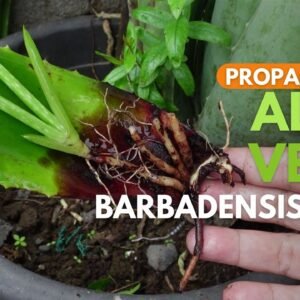 Propagating Aloe vera Barbadensis Leaves