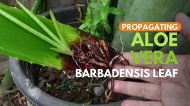 Propagating Aloe vera Barbadensis Leaves