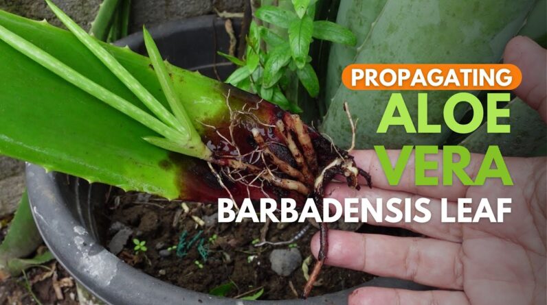 Propagating Aloe vera Barbadensis Leaves