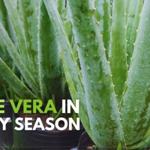 How To Take Care of Aloe vera During The Rainy Season