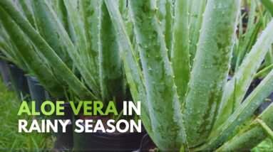 How To Take Care of Aloe vera During The Rainy Season