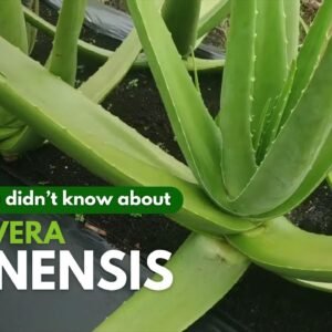 Things You Need To Know About Aloe vera Chinensis