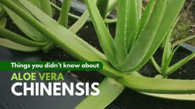 Things You Need To Know About Aloe vera Chinensis