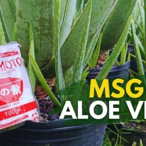 This Will Happen If You Add MSG To Aloe vera?