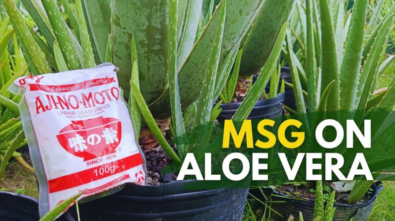 This Will Happen If You Add MSG To Aloe vera?