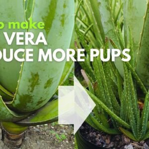 How Make Aloe vera Produce More Pups and More Often