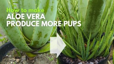 How Make Aloe vera Produce More Pups and More Often