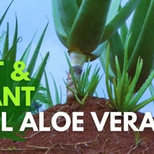 How To Replant Tall Aloe vera