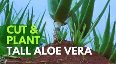 How To Replant Tall Aloe vera