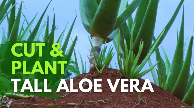 How To Replant Tall Aloe vera