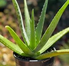 aloe 1