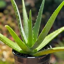 aloe 1