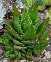 aloe 3