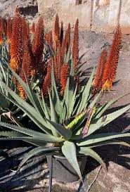 aloe 5